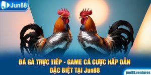 Đá Gà Trực Tiếp - Game Cá Cược Hấp Dẫn Đặc Biệt Tại Jun88