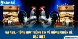 Gà Asil - Tổng Hợp Thông Tin Về Giống Chiến Kê Đặc Biệt