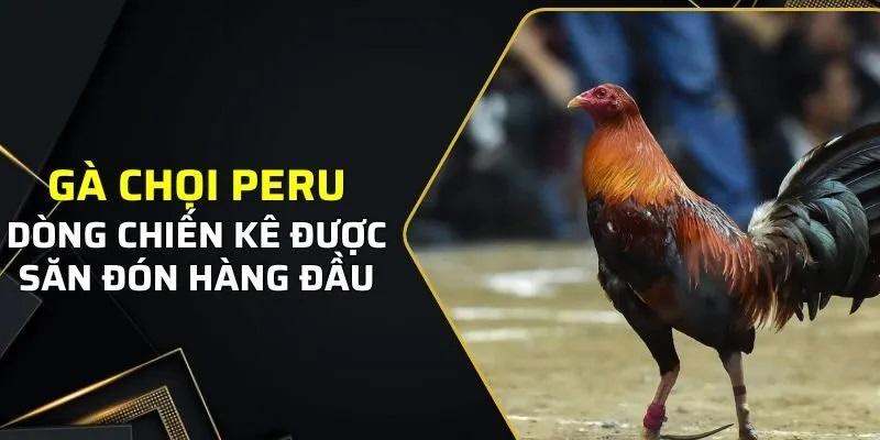 Lý giải vì sao bet thủ yêu thích giống chiến kê peru 