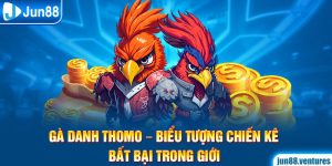 Gà Danh Thomo – Biểu Tượng Chiến Kê Bất Bại Trong Giới