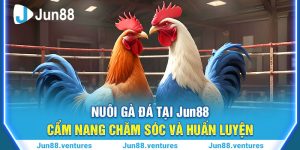 Nuôi Gà Đá Tại Jun88 - Cẩm Nang Chăm Sóc Và Huấn Luyện