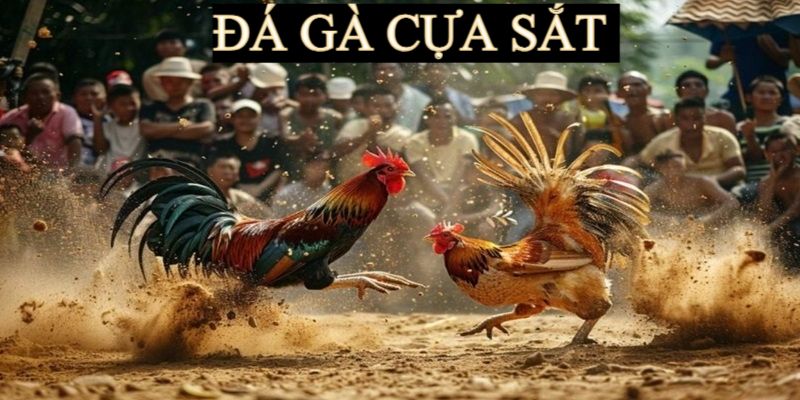 Đá gà cựa sắt là hình thức chọi kê được ưa chuộng nhất sảnh chơi